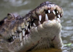 Olimpiskās airēšanas sacensības 2032. gadā plāno upē ar milzu krokodiliem."Būs ātruma rekordi!" skan ironiski komentāri