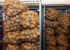 Latvijas kartupeļi peld dubļos, bet poļu - peļņā. Kas vainīgs?