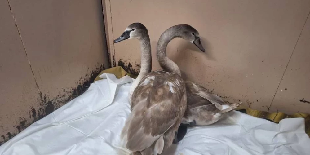 Самый правильный способ помочь диким птицам — не мешать им жить своей природной жизнью.