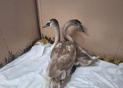 Самый правильный способ помочь диким птицам — не мешать им жить своей природной жизнью.