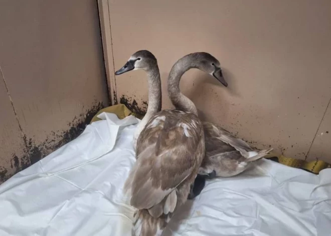 В Даугавпилсе серьезно заболели лебеди с озера Пороховка - люди кормили их хлебом