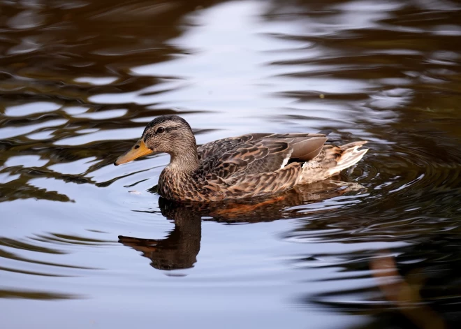 Во вторник в Латвии - дождь и прояснения