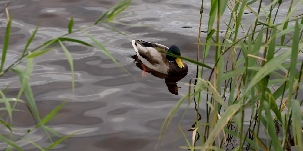 Otrdien brīžiem gaidāms lietus.