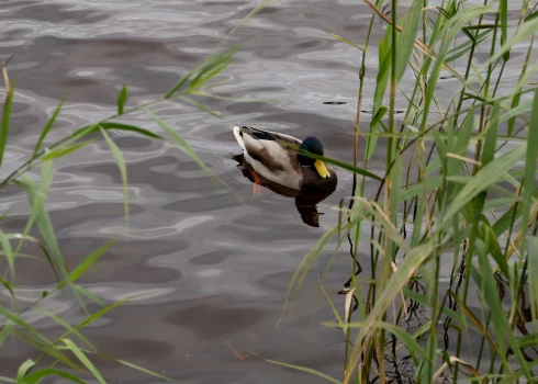 Otrdien brīžiem gaidāms lietus.