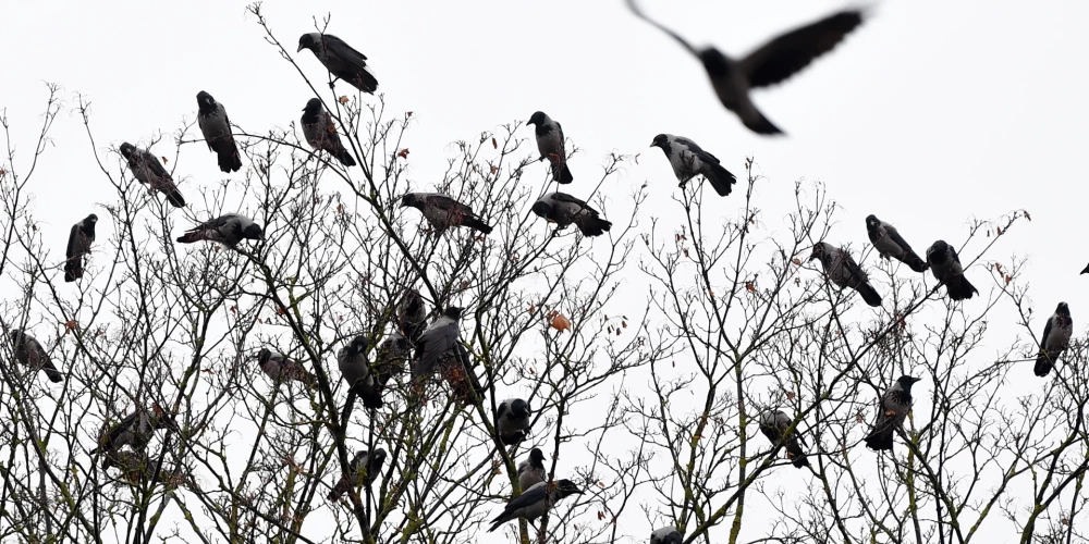 Ilustratīvs attēls.