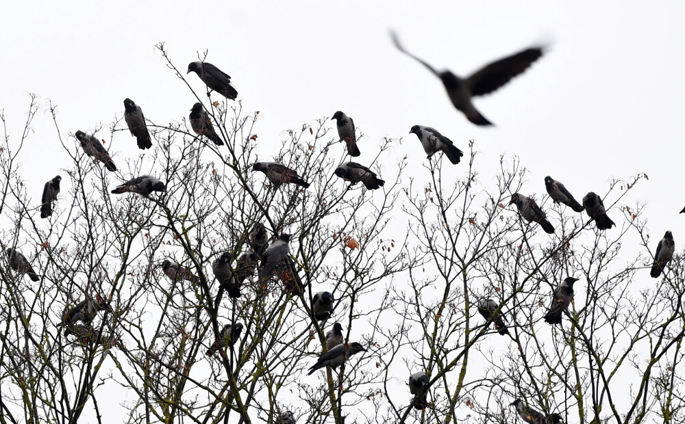 Zinātnieki brīdina: mūsu planēta ieiet klimata haosā