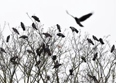 Zinātnieki brīdina: mūsu planēta ieiet klimata haosā