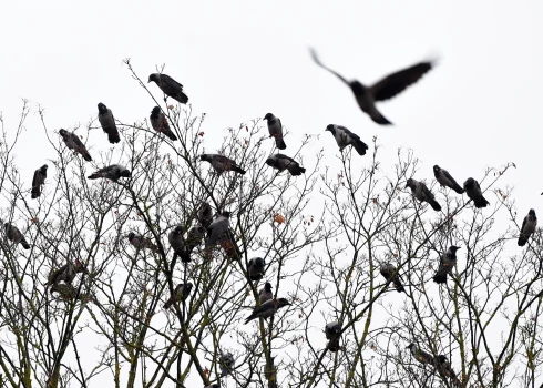 Ilustratīvs attēls.