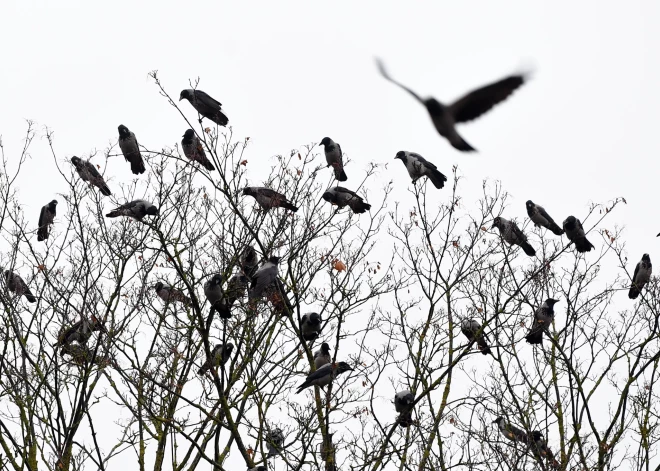Zinātnieki brīdina: mūsu planēta ieiet klimata haosā