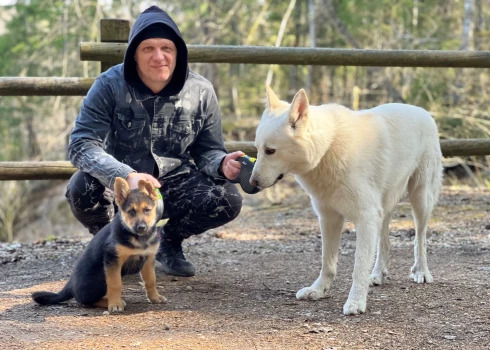 Sisī ir Austrumsibīrijas aitu suns, Baldurs ir Šveices aitu suņa un haskija jauktenis. Abi ir ganu suņi un uzmana savu baru. Ejot pastaigāt lielākā kompānijā, viņi vienmēr pieskata saimniekus.