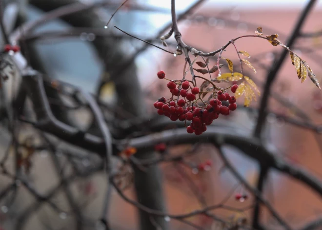 Otrdien brīžiem līs un pūtīs dienvidrietumu vējš