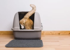 Kā apmācīt kaķi izmantot jaunu tualeti – padomi saimniekiem 