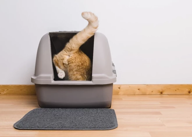 Kā apmācīt kaķi izmantot jaunu tualeti – padomi saimniekiem