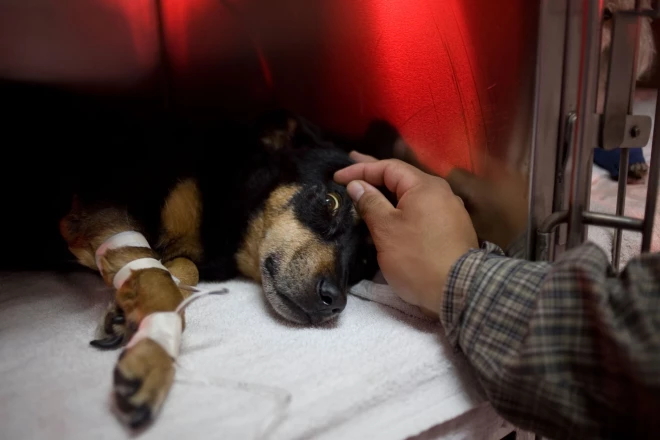 Visbīstamākā leptospiroze ir suņiem, tāpēc viņu saimnieki aicināti parūpēties par mīluļu vakcināciju.