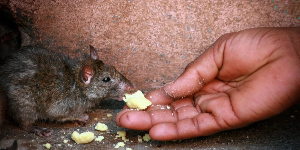 Latvijā uzliesmojusi žurku slimība – leptospiroze, kas var izraisīt pat cilvēku nāvi.