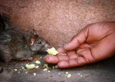 Kas ir Latvijā uzliesmojusī nāvējošā “žurku slimība” un kā no tās pasargāties?