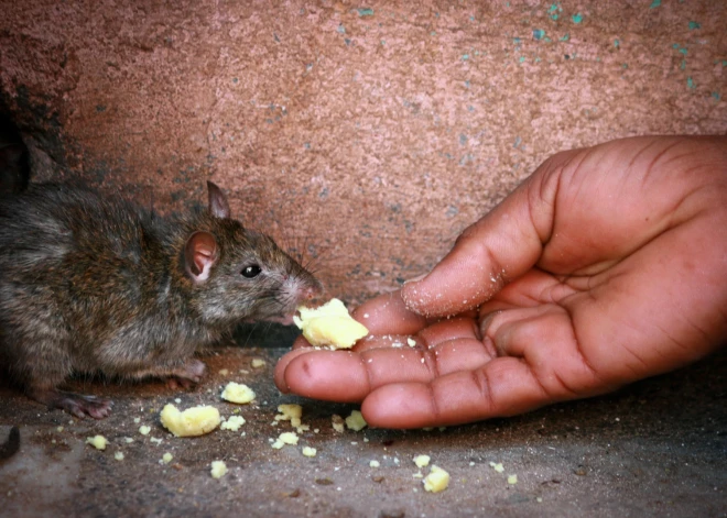 Kas ir Latvijā uzliesmojusī nāvējošā “žurku slimība” un kā no tās pasargāties?