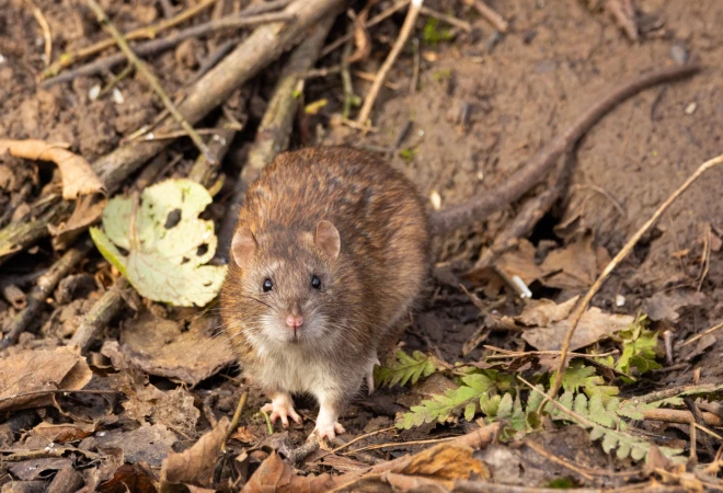 Žurkas ir gan cilvēkiem, gan dzīvniekiem bīstamās slimības – leptospirozes iznēsātājas.