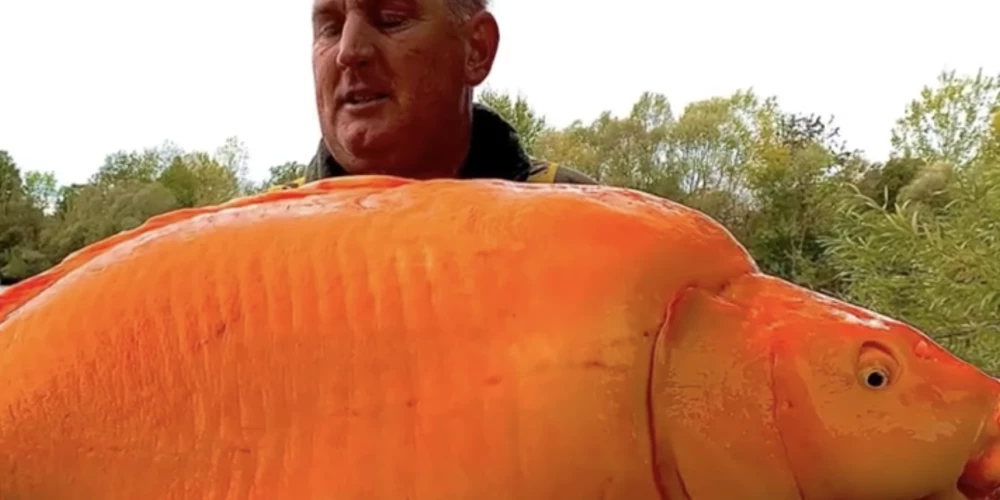 Britu makšķernieks  Endijs Hakets ar zelta zivtiņas hibrīdu vārdā Burkāns.