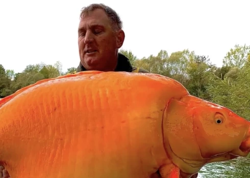 Britu makšķernieks  Endijs Hakets ar zelta zivtiņas hibrīdu vārdā Burkāns.