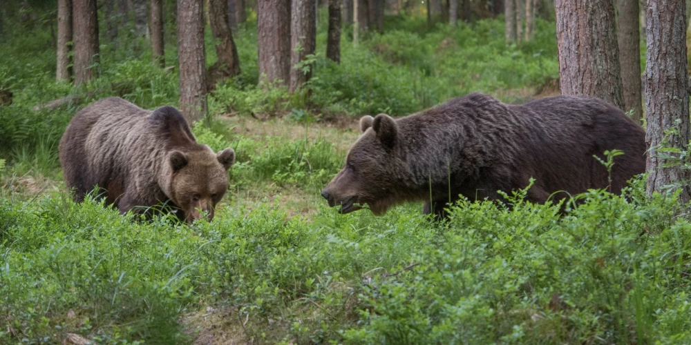 Иллюстративное фото.