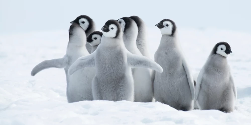 Из Риги — к пингвинам!