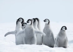 Прямо в Антарктиду: что за посылку Латвия отправит туда, где нет ни домов, ни дорог