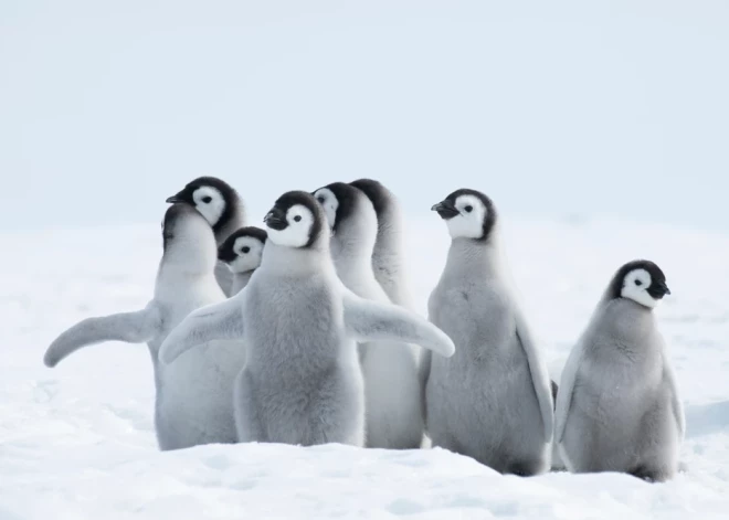 Прямо в Антарктиду: что за посылку Латвия отправит туда, где нет ни домов, ни дорог