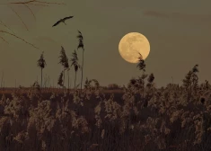 4 знака зодиака, которым Вселенная подарит удачу в главных сферах жизни под полной Луной в Тельце