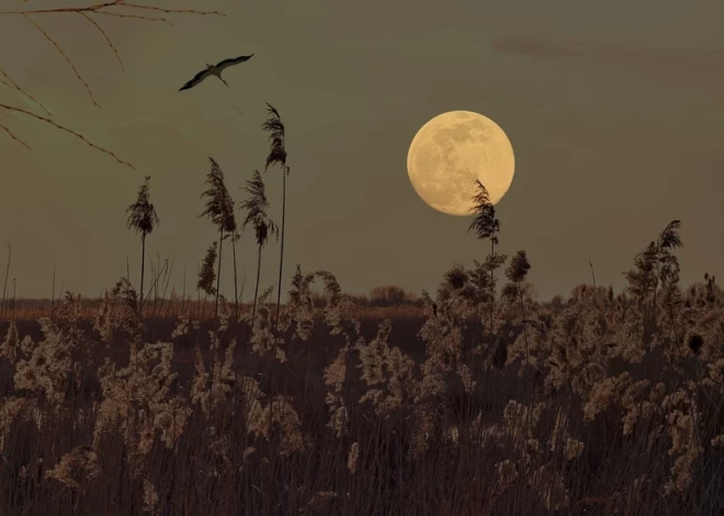 4 знака зодиака, которым Вселенная подарит удачу в главных сферах жизни под полной Луной в Тельце