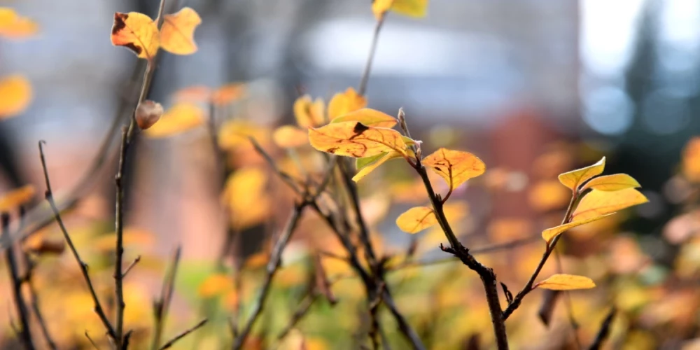 Nedēļas nogalē nav gaidāmi lieli nokrišņi. 