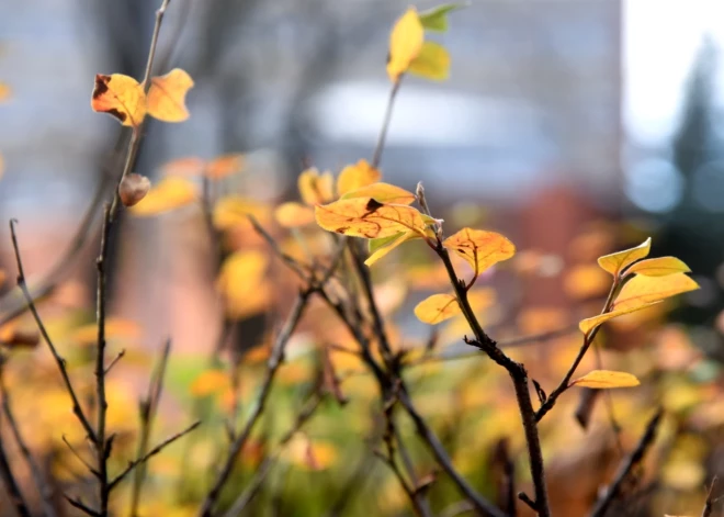 Laika prognoze nedēļas nogalei