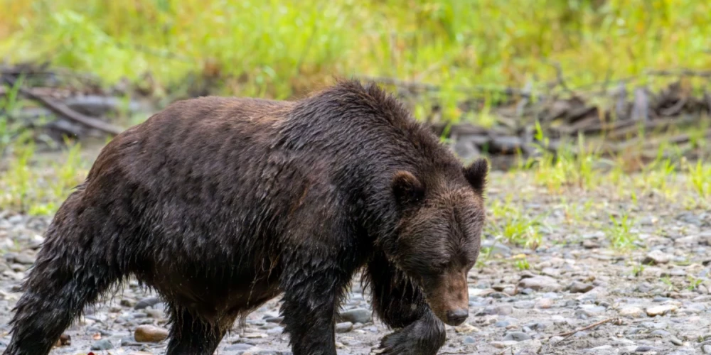 Cilvēki Rēzeknes novadā dzīvo bailēs vilku un lāču uzbrukumu dēļ.