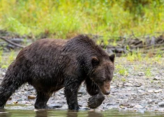 Dežurē naktīs un kurina ugunskurus: cilvēki Rēzeknes novadā dzīvo bailēs vilku un lāču uzbrukumu dēļ 