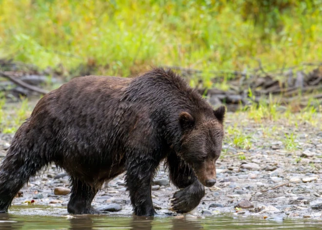 Dežurē naktīs un kurina ugunskurus: cilvēki Rēzeknes novadā dzīvo bailēs vilku un lāču uzbrukumu dēļ 