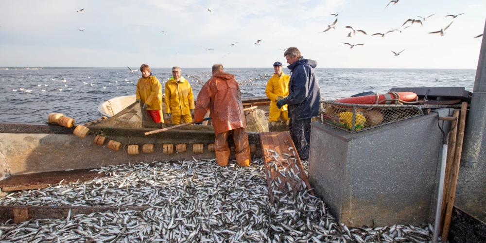 Квоты на вылов салаки и кильки вызывают тревогу.