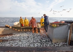 Салака и килька в Балтийском море - на грани исчезновения: экологи требуют пересмотра квот