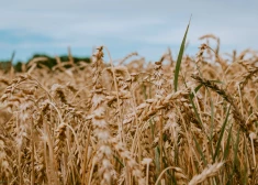 Lai palielinātu zemes auglību, valsts piedāvā vairākas subsīdiju programmas. 