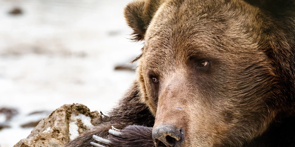Taurupes pagastā mednieks nošāvis lāci - Latvijā aizsargājamu dzīvnieku.