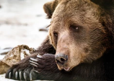 Lāča nonāvēšanas skandāls: slepkavība bijusi rūpīgi plānota un tajā iesaistīti arī citi mednieki? Izskan jauna versija par notikušo