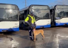 VIDEO: mazie “studenti” ar lielu misiju: topošie dienesta suņi apgūst svarīgas prasmes