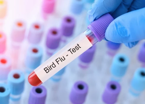 Теоретически, птичьим гриппом может заболеть и человек.