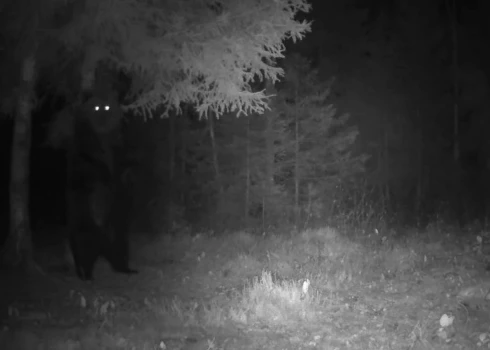 Lācis demonstrē spēku uz pakaļkājām.