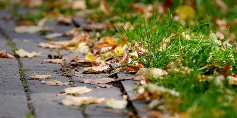 Nodzeltējušas lapas.