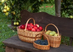 Augļu dārzā: kuras ir labākās ziemas ābolu šķirnes?