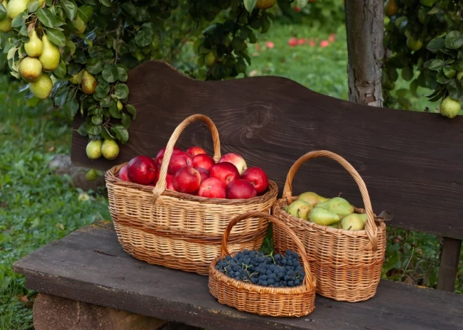 Augļu dārzā: kuras ir labākās ziemas ābolu šķirnes?