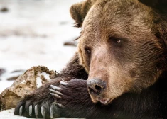 Скандал в Огрском крае: убийство медведя обрастает новыми подробностями