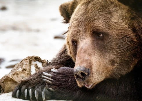 Медведь стал жертвой охоты в Огрском крае.