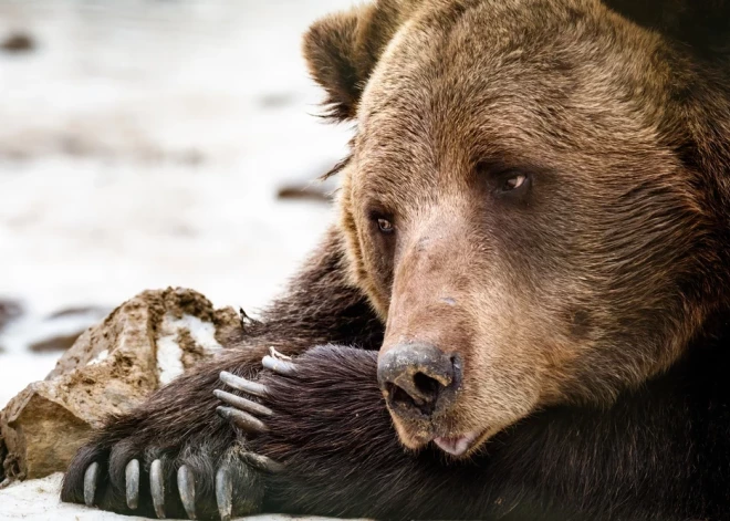 Скандал в Огрском крае: убийство медведя обрастает новыми подробностями