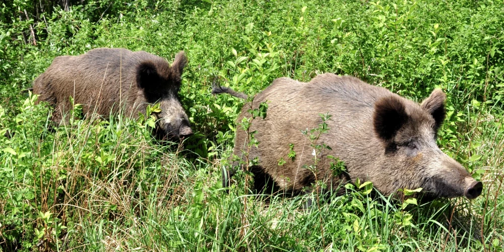 Paplašināts teritoriju saraksts, kurās nomedītās mežacūkas obligāti ir jāizmeklē uz Āfrikas cūku mēri.